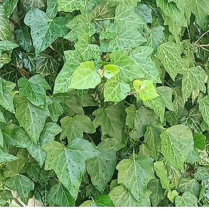 Продаю вечнозелёный плющ. Черенки под обрезку с воздушными корнями 40 Bishkek - photo 2