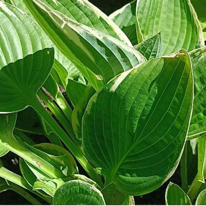 Продаю вечнозелёный плющ. Черенки под обрезку с воздушными корнями 40 Bishkek - photo 37