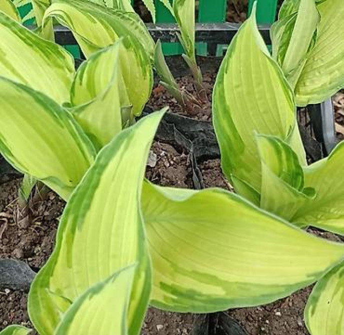 Продаю вечнозелёный плющ. Черенки под обрезку с воздушными корнями 40 Bishkek - photo 24