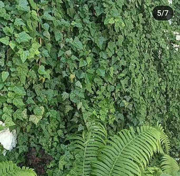 Продаю вечнозелёный плющ. Черенки под обрезку с воздушными корнями 40 Bishkek - photo 28