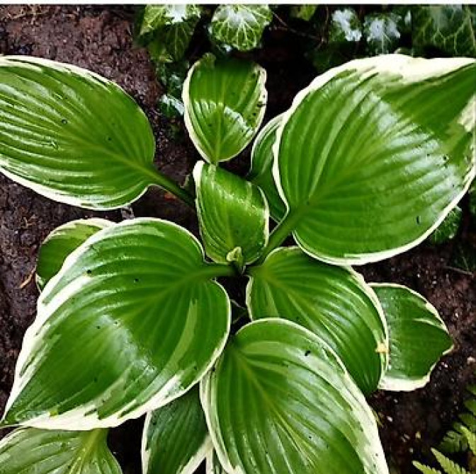 Продаю вечнозелёный плющ. Черенки под обрезку с воздушными корнями 40 Bishkek - photo 21