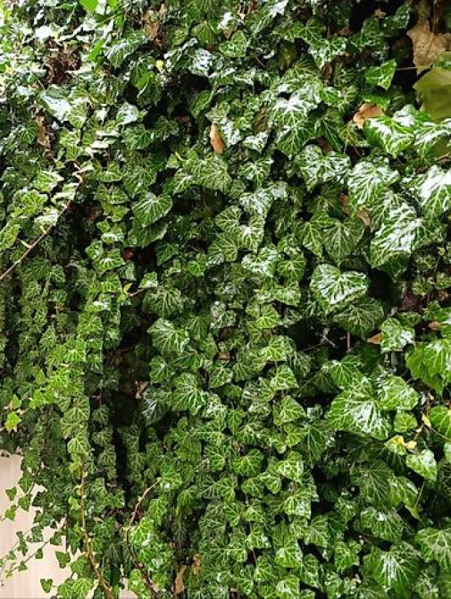 Продаю вечнозелёный плющ. Черенки под обрезку с воздушными корнями 40 Bishkek - photo 11