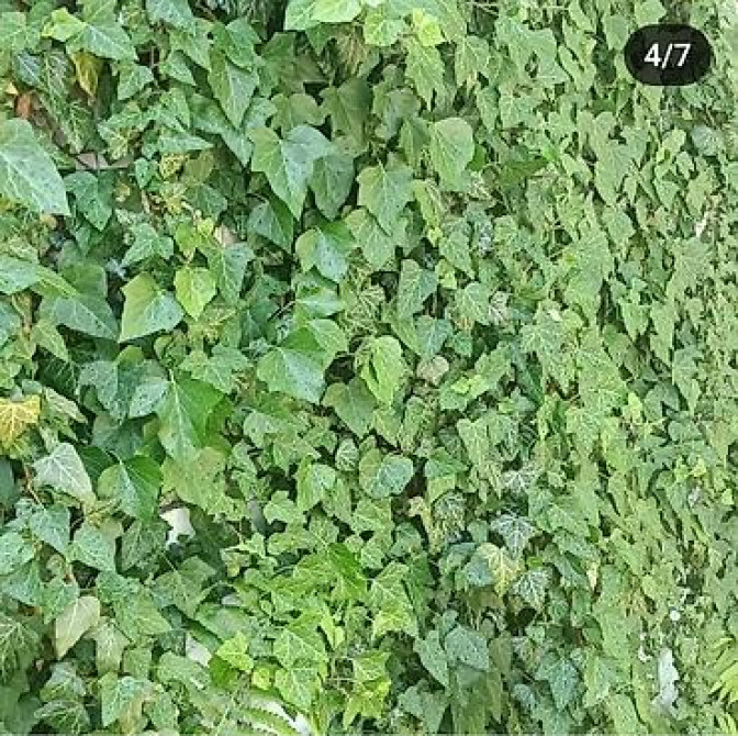 Продаю вечнозелёный плющ. Черенки под обрезку с воздушными корнями 40 Bishkek - photo 10