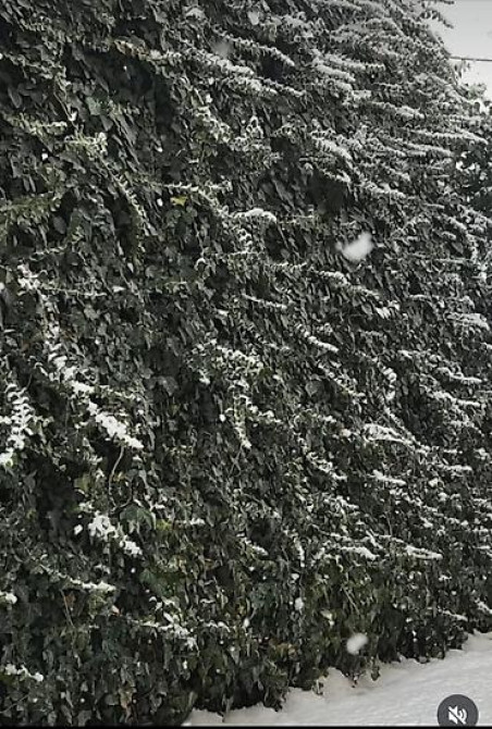 Продаю вечнозелёный плющ. Черенки под обрезку с воздушными корнями 40 Bishkek - photo 33