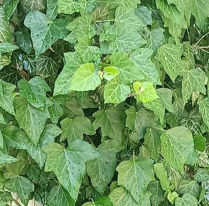 Продаю вечнозелёный плющ. Черенки под обрезку с воздушными корнями 40 Bishkek - photo 27