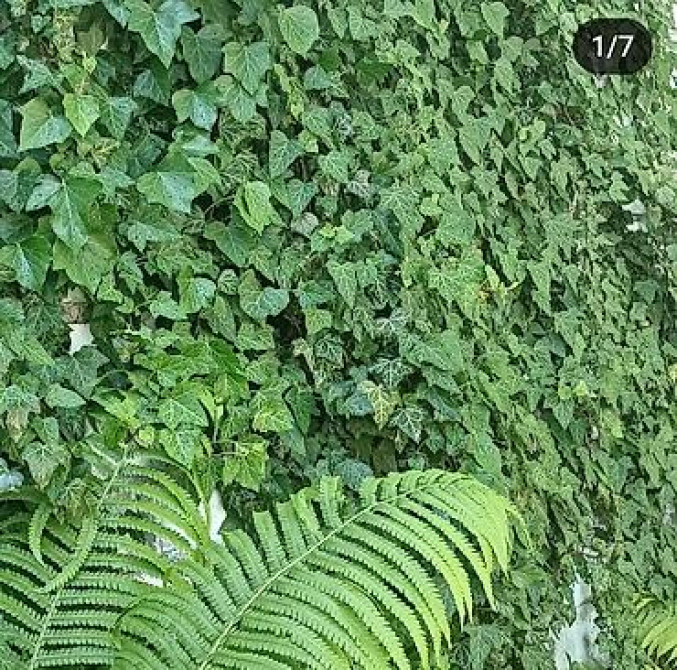 Продаю вечнозелёный плющ. Черенки под обрезку с воздушными корнями 40 Bishkek - photo 15