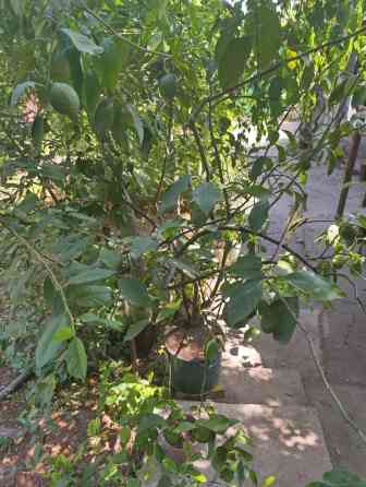 Продаю лимон дерево, 20 лет, прошу 20000 сом, торг при осмотре Bishkek