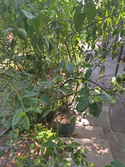 Продаю лимон дерево, 20 лет, прошу 20000 сом, торг при осмотре Bishkek - photo 1