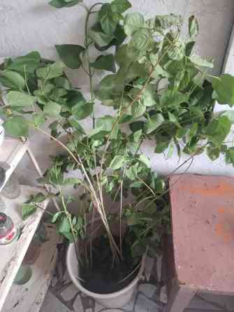 Самовывоз, Платная доставка Bishkek