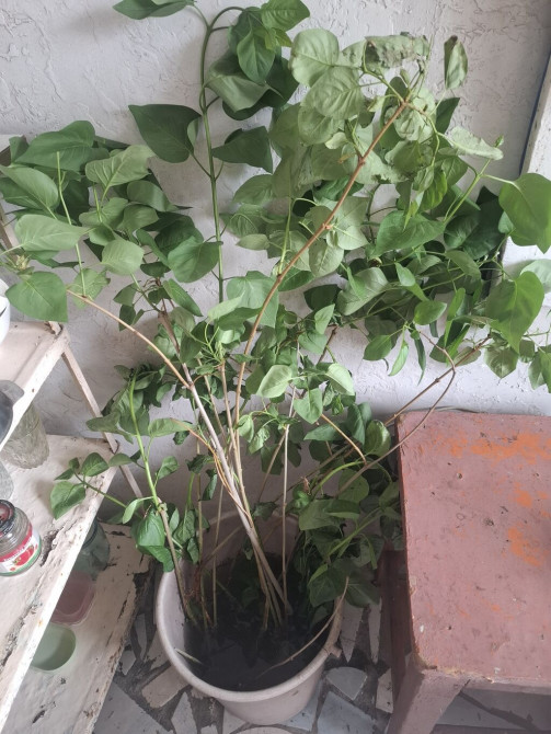 Самовывоз, Платная доставка Bishkek - photo 1