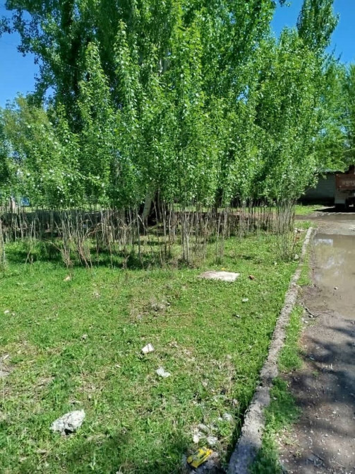 Саженцы Bishkek - photo 1