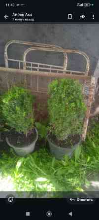 Самшит сатылат(продается Самшиты цена 4000с одна штука маленькие по Bishkek