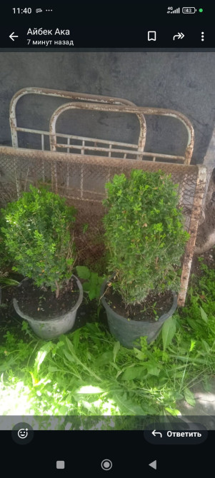 Самшит сатылат(продается Самшиты цена 4000с одна штука маленькие по Бишкек - изображение 1