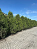 Туя Готовое озеленение Продаю туи высотой от 3,5 м-4,0 м В наличии Bishkek