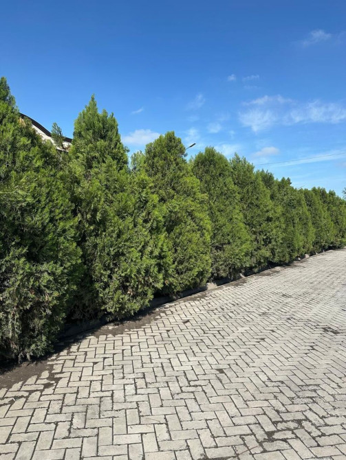 Туя Готовое озеленение Продаю туи высотой от 3,5 м-4,0 м В наличии Bishkek - photo 1