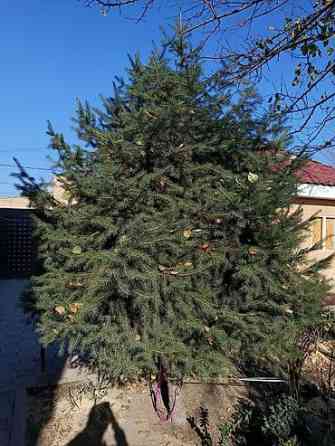 Ель/сосна декоративная для сада и ландшафтного озеленения Bishkek