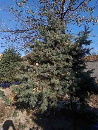 Ель/сосна декоративная для сада и ландшафтного озеленения Bishkek