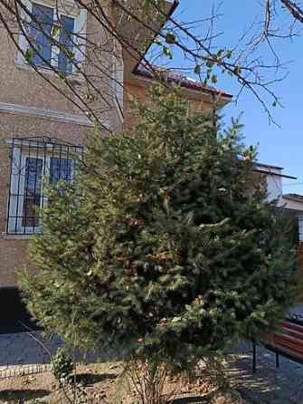 Ель/сосна декоративная для сада и ландшафтного озеленения Bishkek