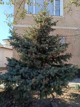 Ель/сосна декоративная для сада и ландшафтного озеленения Bishkek