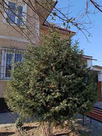 Ель/сосна декоративная для сада и ландшафтного озеленения Bishkek