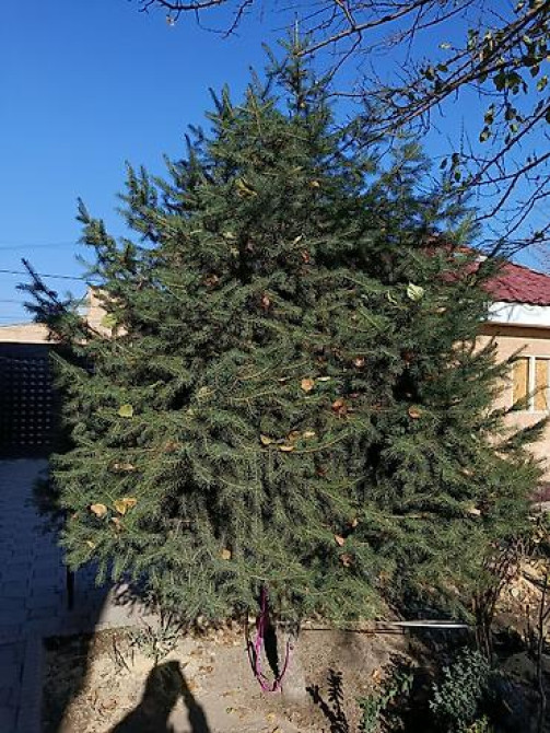 Ель/сосна декоративная для сада и ландшафтного озеленения Bishkek - photo 37
