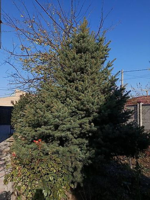 Ель/сосна декоративная для сада и ландшафтного озеленения Bishkek - photo 13