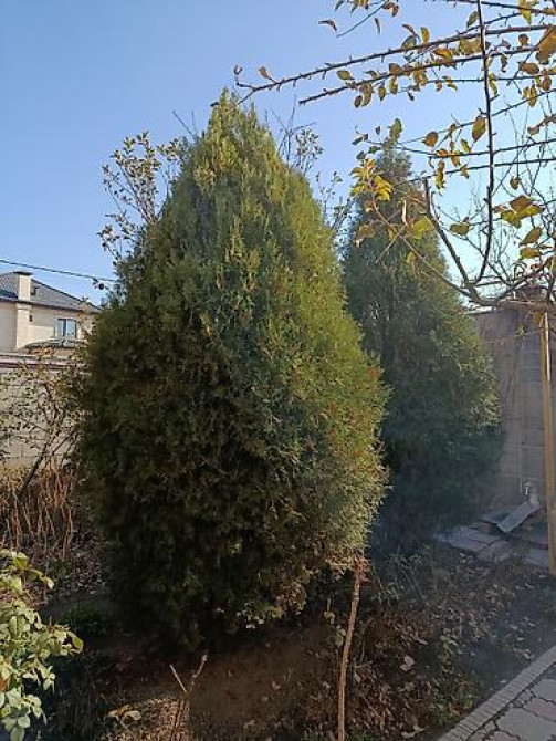 Ель/сосна декоративная для сада и ландшафтного озеленения Bishkek - photo 32