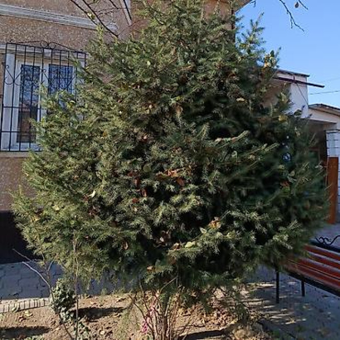 Ель/сосна декоративная для сада и ландшафтного озеленения Bishkek - photo 11