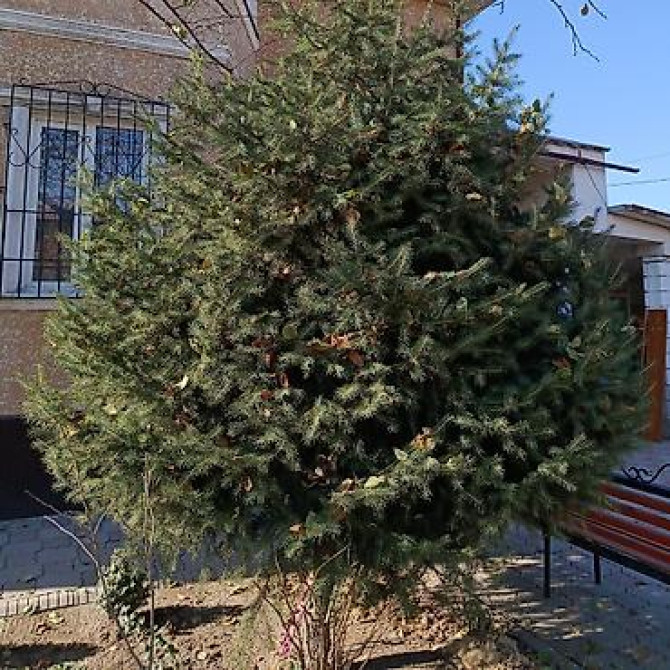 Ель/сосна декоративная для сада и ландшафтного озеленения Bishkek - photo 26