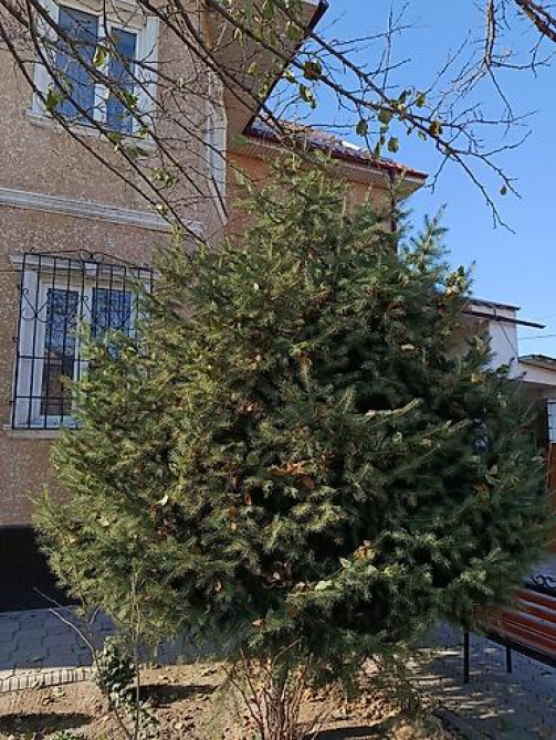 Ель/сосна декоративная для сада и ландшафтного озеленения Bishkek - photo 20