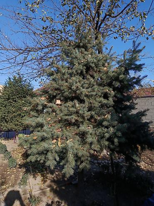 Ель/сосна декоративная для сада и ландшафтного озеленения Bishkek - photo 22