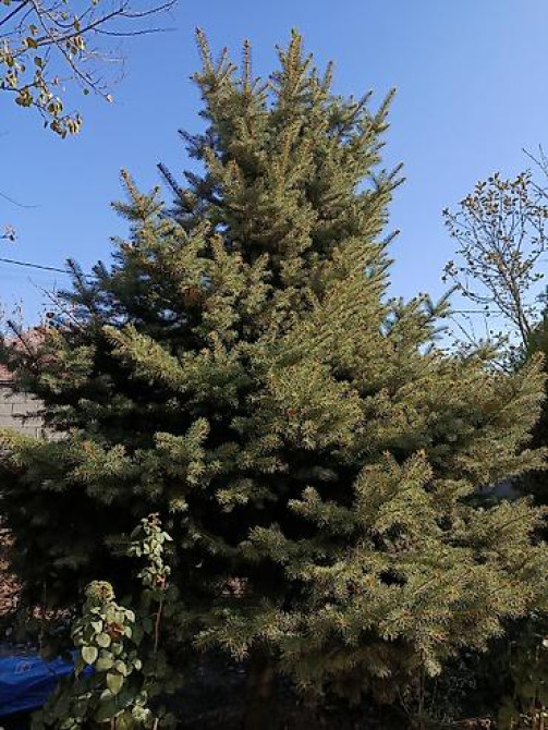 Ель/сосна декоративная для сада и ландшафтного озеленения Bishkek - photo 25