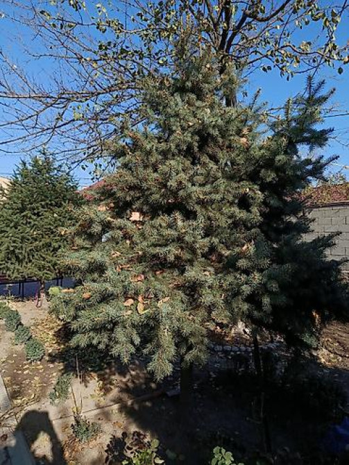 Ель/сосна декоративная для сада и ландшафтного озеленения Bishkek - photo 7