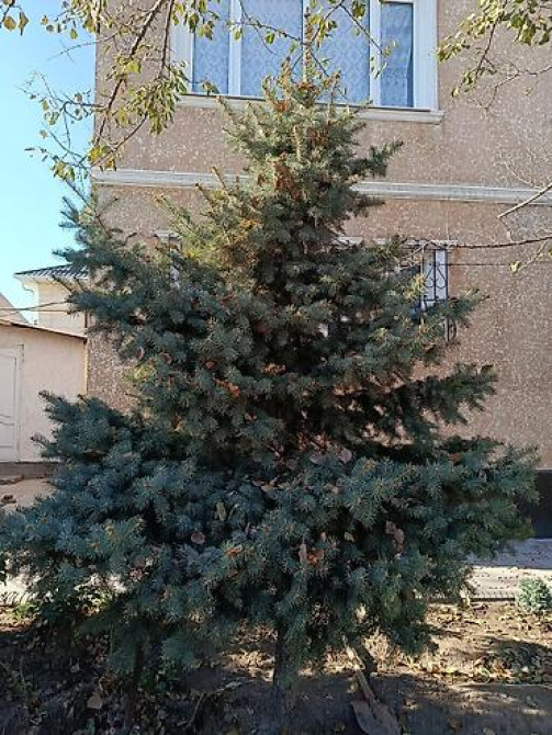 Ель/сосна декоративная для сада и ландшафтного озеленения Bishkek - photo 2