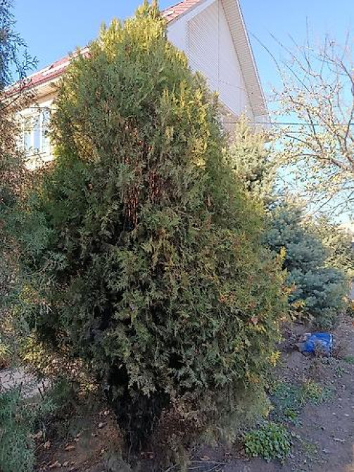 Ель/сосна декоративная для сада и ландшафтного озеленения Bishkek - photo 30