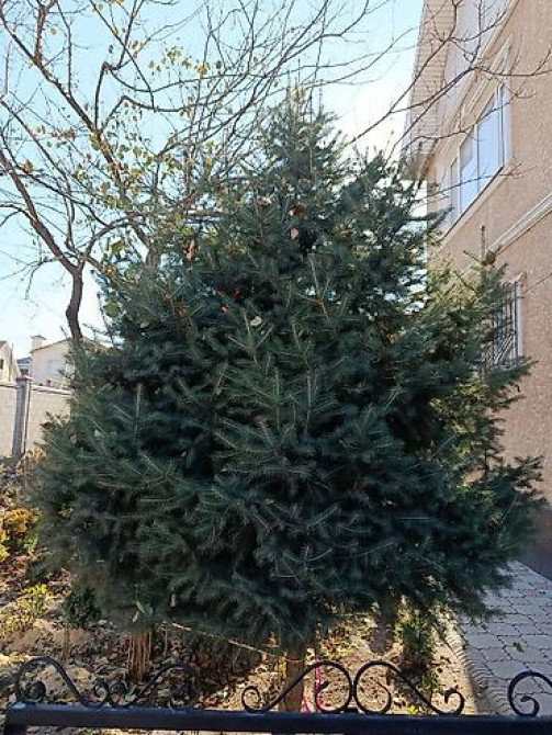 Ель/сосна декоративная для сада и ландшафтного озеленения Bishkek - photo 28