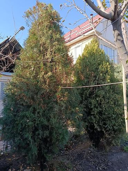 Ель/сосна декоративная для сада и ландшафтного озеленения Bishkek - photo 15