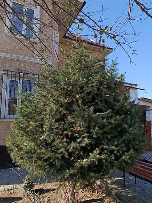 Ель/сосна декоративная для сада и ландшафтного озеленения Bishkek - photo 3