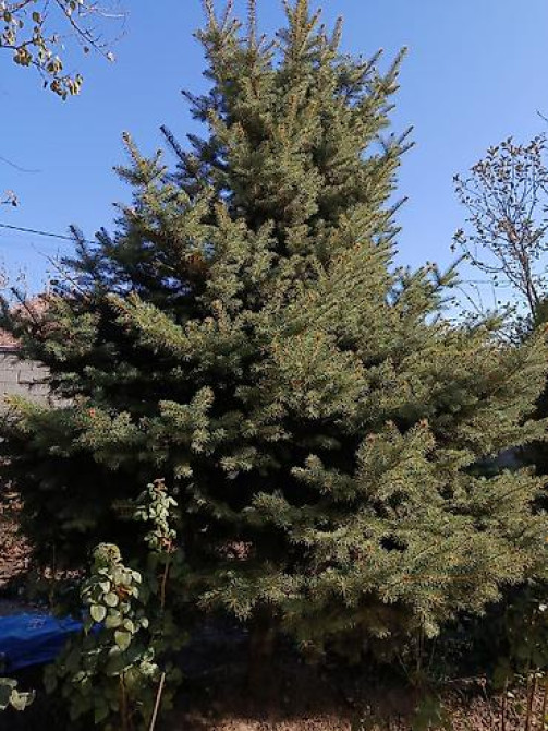 Ель/сосна декоративная для сада и ландшафтного озеленения Bishkek - photo 40