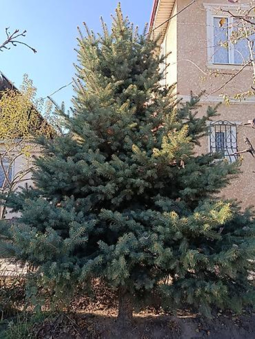 Ель/сосна декоративная для сада и ландшафтного озеленения Bishkek - photo 17