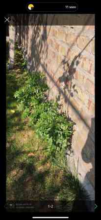 Продаем саженцы китайский финик 