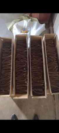 Павловния (z -07 pao tong) морозостойкий, тройной супер гибрид Bishkek