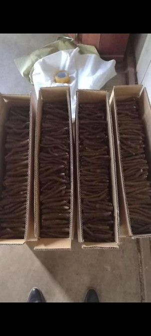 Павловния (z -07 pao tong) морозостойкий, тройной супер гибрид Bishkek - photo 19