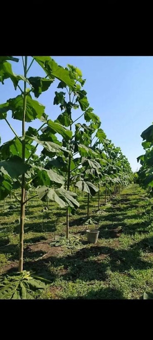 Павловния (z -07 pao tong) морозостойкий, тройной супер гибрид Bishkek - photo 8