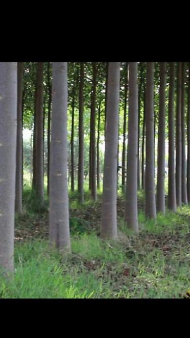 Павловния (z -07 pao tong) морозостойкий, тройной супер гибрид Bishkek - photo 14