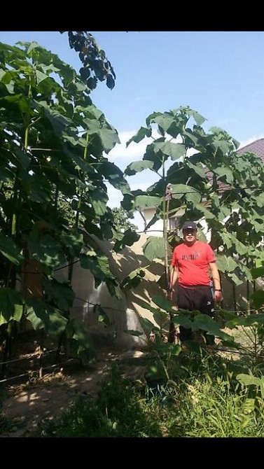 Павловния (z -07 pao tong) морозостойкий, тройной супер гибрид Bishkek - photo 23