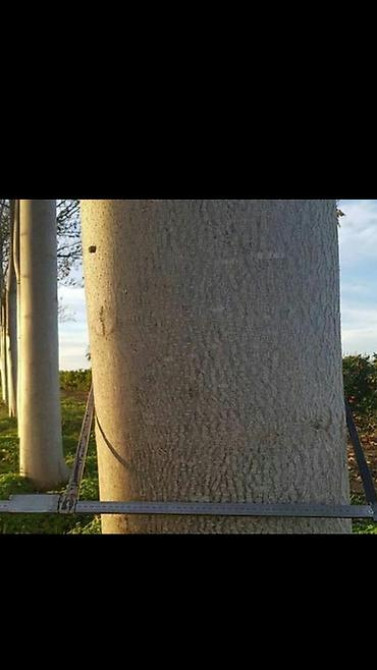 Павловния (z -07 pao tong) морозостойкий, тройной супер гибрид Bishkek - photo 16