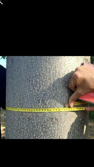 Павловния (z -07 pao tong) морозостойкий, тройной супер гибрид Bishkek - photo 13