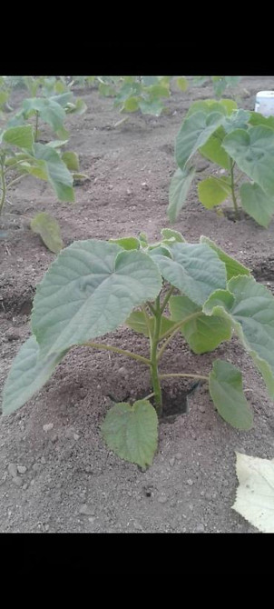 Павловния (z -07 pao tong) морозостойкий, тройной супер гибрид Bishkek - photo 22