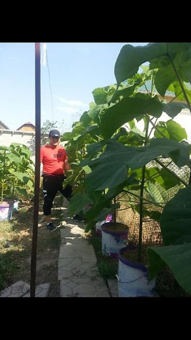 Павловния (z -07 pao tong) морозостойкий, тройной супер гибрид Bishkek - photo 12